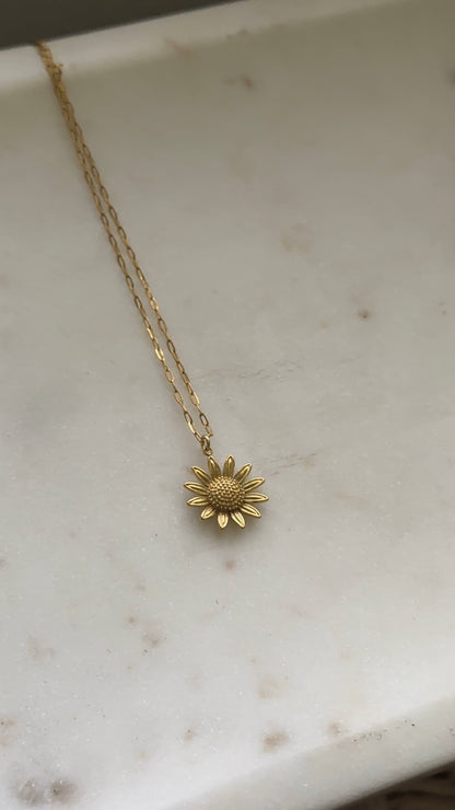 Girasol
